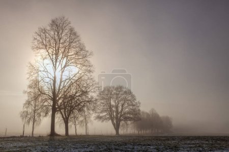 Photo for Winter  landscape in the dramatic morning mist. - Royalty Free Image