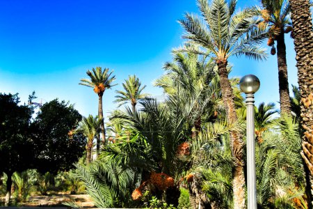 Téléchargez les photos : Paysage et palmiers de la colline de la rivière Vinalopo - en image libre de droit