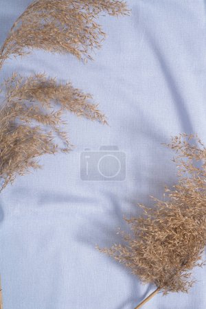 Foto de Textil de color neutro azul, tela de lino cerca de la decoración hierba seca de pampas - Imagen libre de derechos