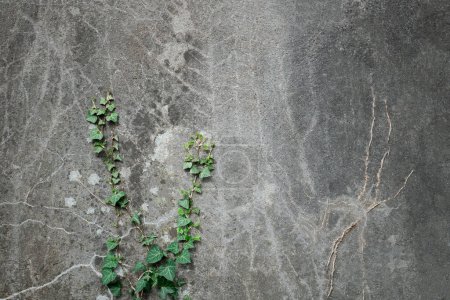 Foto de Hedera Green Trailing Ivy sobre fondo de cemento - Imagen libre de derechos