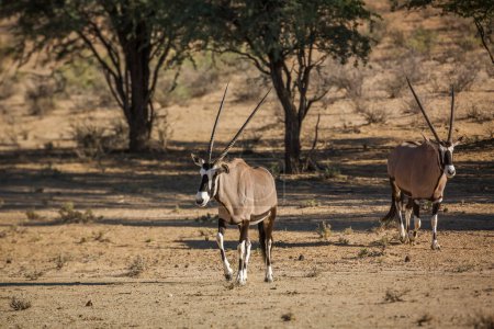Foto de South African Oryx in Kgalagadi transfrontier park, South Africa - Imagen libre de derechos