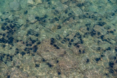 Téléchargez les photos : Oursins sous la mer près de la surface de l'eau. - en image libre de droit
