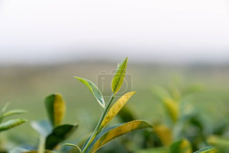 Foto de Top of Green tea leaf in the morning blurred background. Closeup. - Imagen libre de derechos