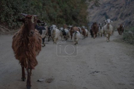 Foto de Manada de cabras caminando por un camino de tierra en las montañas - Imagen libre de derechos