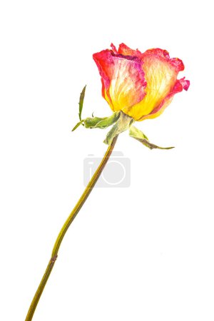 Photo for Dry roses, close-up view - Royalty Free Image