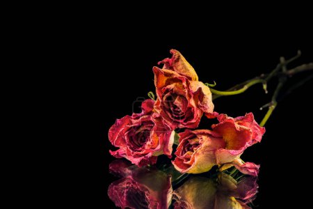 Téléchargez les photos : Roses sèches sur fond noir - en image libre de droit