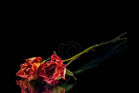 Téléchargez les photos : Deux roses sèches. Beau fond floral - en image libre de droit