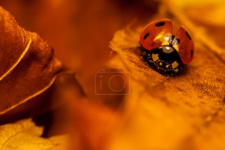 Photo for Ladybird on a leaf - Royalty Free Image