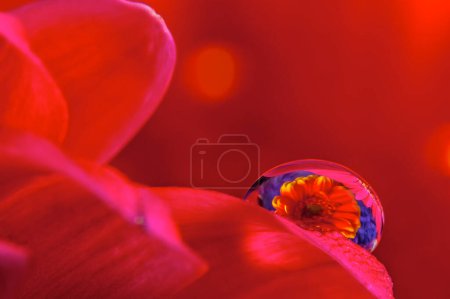 Photo for "Macro water drops with gerber flower" - Royalty Free Image