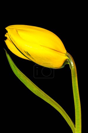 Foto de Flores amarillas tulipán, vista de cerca - Imagen libre de derechos