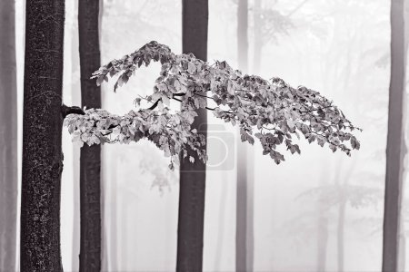 Téléchargez les photos : Branche de hêtre avec feuilles - en image libre de droit