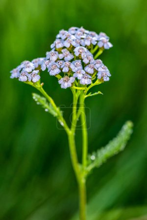 Photo for Yarrow flower, close up - Royalty Free Image