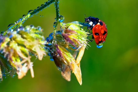 Photo for Ladybird on a stem - Royalty Free Image