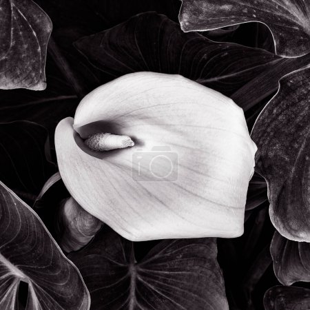Foto de Zantedeschia aethiopica flor. Hermoso fondo floral - Imagen libre de derechos