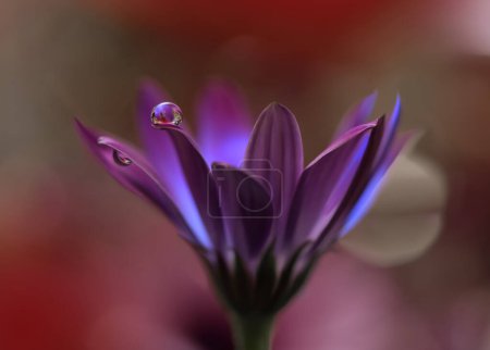 Foto de Fondo hermoso de la naturaleza. Increíble flor de primavera. Gota de agua - Imagen libre de derechos