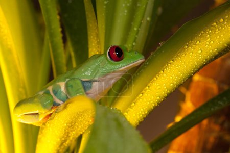 Photo for Red eye tree frog on tiny branch - Royalty Free Image
