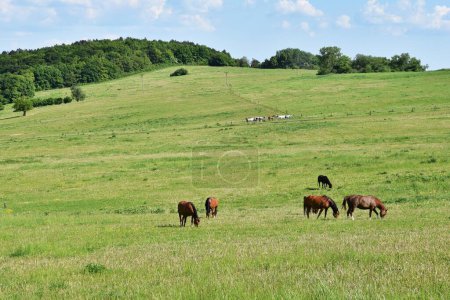 Téléchargez les photos : Beautiful horses grazing freely in nature.Beautiful natural colored background with wild animals. - en image libre de droit