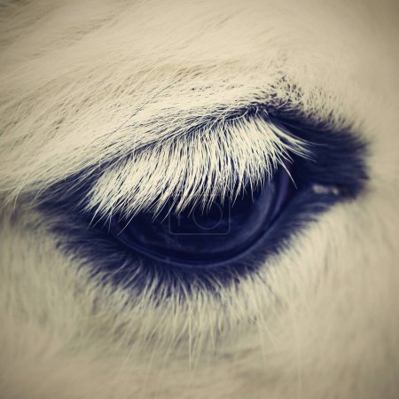 Téléchargez les photos : Macro shot d'un oeil de cheval
. - en image libre de droit