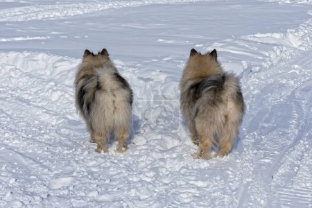 Téléchargez les photos : Deux chiens Keeshond se tiennent au carrefour et choisissent des directions différentes - en image libre de droit