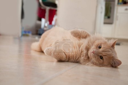 Téléchargez les photos : Vue rapprochée de mignon chat domestique - en image libre de droit