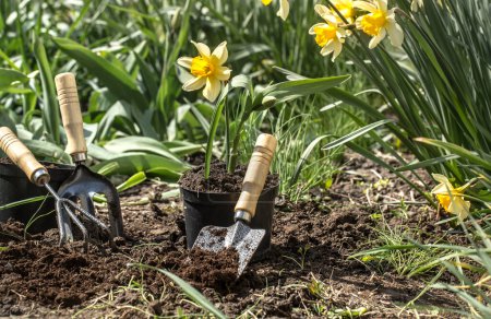 Photo for Planting flowers in the garden, garden tools, flowers - Royalty Free Image