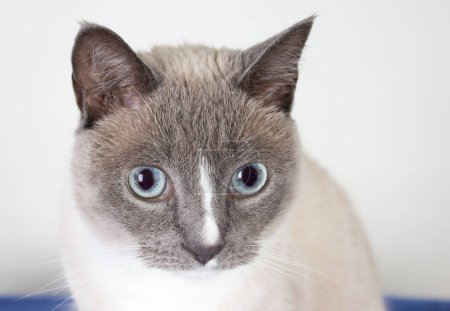 Foto de Primer plano de lindo siamés gato en estudio - Imagen libre de derechos