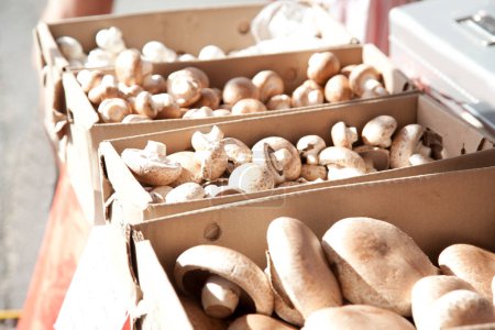 Photo for Mushrooms in boxes at the market - Royalty Free Image