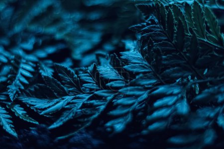 Téléchargez les photos : Feuilles de plantes bleues la nuit comme fond botanique surréaliste, design minimal - en image libre de droit