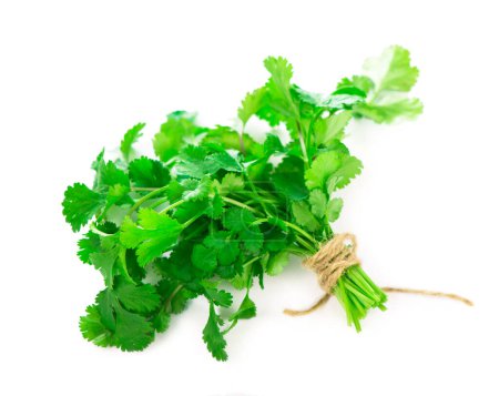 Photo for Coriander fresh greens cilantro isolated on the white - Royalty Free Image