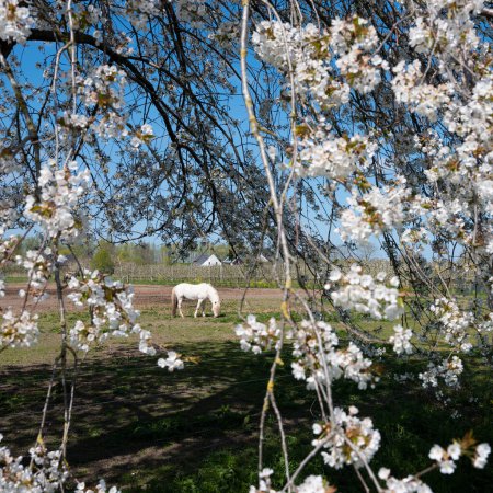 Foto de Caballo blanco entre florecientes flores de primavera en los Países Bajos bajo el cielo azul - Imagen libre de derechos