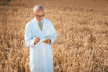 Photo for "Scientist doing field test of new GMO grain for better yield" - Royalty Free Image