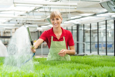 Photo for Gardener watering wheat grass in nursery - Royalty Free Image