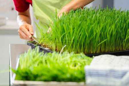 Photo for Gardener harvesting wheatgrass background view - Royalty Free Image