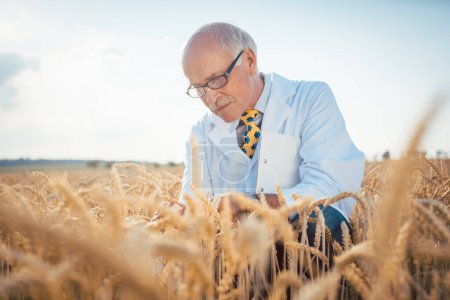 Photo for "Agricultural scientist looking for quality of new seeds" - Royalty Free Image