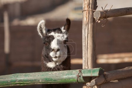 Téléchargez les photos : Lama regarde droit vers la caméra - en image libre de droit