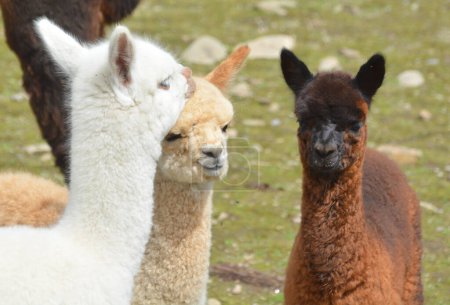 Photo for Alpaca is a domesticated species of South American camelid - Royalty Free Image