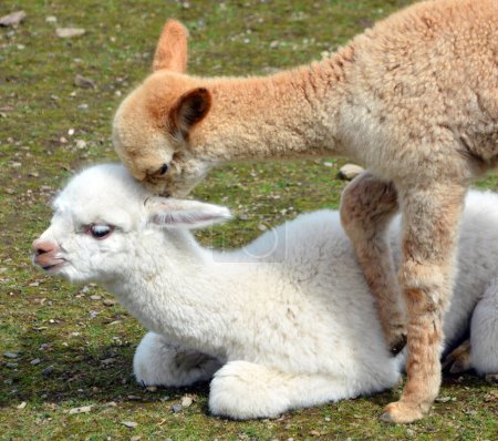 Foto de Alpaca es una especie de camélido sudamericano - Imagen libre de derechos