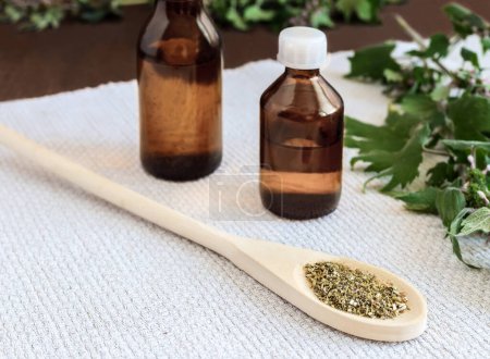 Photo for "Motherwort - a medicinal plant with a calming effect" - Royalty Free Image