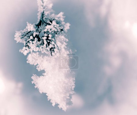 Photo for Branch of a Bush covered with thick frost . - Royalty Free Image