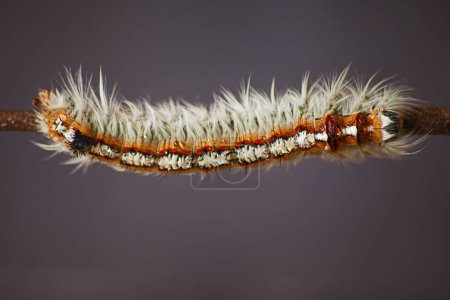 Foto de Oruga peluda de la polilla del cabo Lappet - Imagen libre de derechos