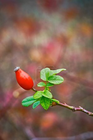 Photo for Rose-hip in the garden, close up - Royalty Free Image