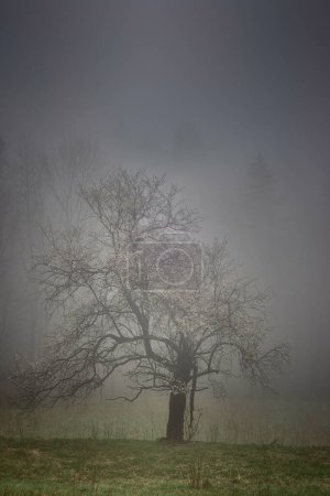 Téléchargez les photos : Arbre solitaire avec brouillard - en image libre de droit