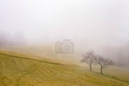 Photo for Two trees on foggy  meadow - Royalty Free Image