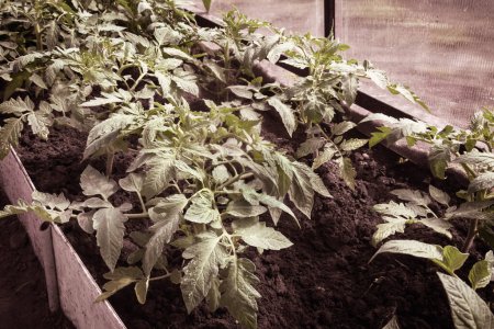 Photo for Seedlings for growing tomatoes grow in the greenhouse. - Royalty Free Image