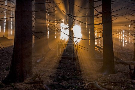 Téléchargez les photos : Paysage de forêt d'épinettes avec les rayons du soleil avant le coucher du soleil - en image libre de droit
