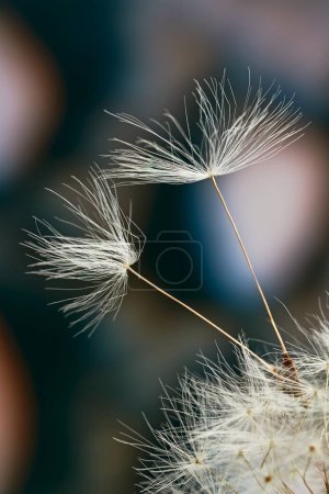 Photo for Macro dandelion seeds. Beautiful floral background - Royalty Free Image