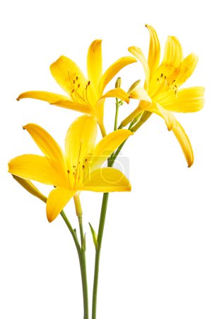 Foto de Flores de lirios amarillos. Hermoso fondo floral - Imagen libre de derechos