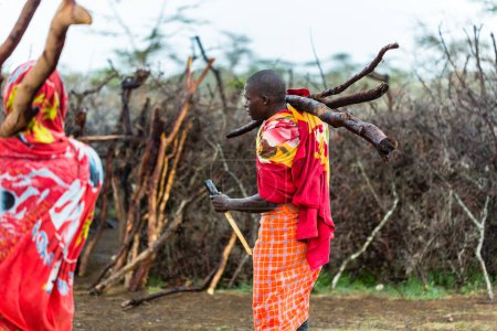 Téléchargez les photos : Massai hommes ramassant du bois de chauffage - en image libre de droit