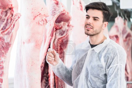 Foto de "Veterinaria en la inspección de la carne en el matadero
 " - Imagen libre de derechos