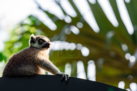 Téléchargez les photos : "Un anneau a suivi Lemur catta assis sur une branche d'arbre observant" - en image libre de droit